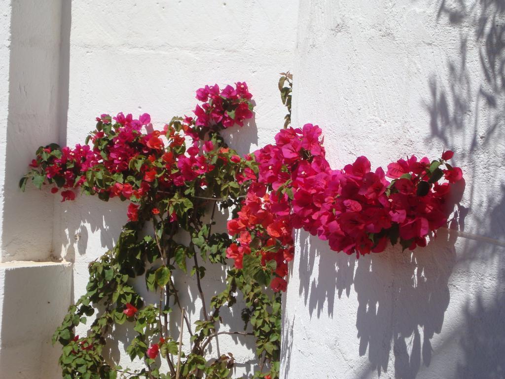 Masseria Bianca Di Puglia モノーポリ 部屋 写真